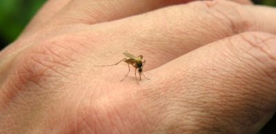 Bacău: O bătrână de 81 de ani, prima victimă a virusului West Nile