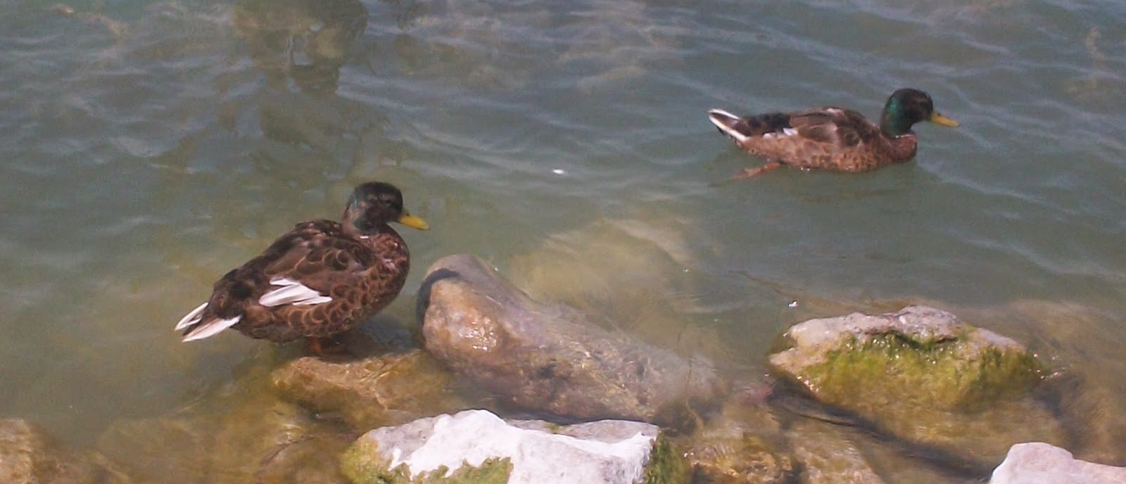 Lacul de acumulare Stânca-Costeşti, adăpost de iarnă pentru mii de raţe sălbatice şi zeci de lebede