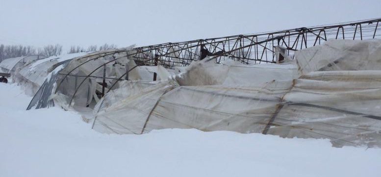 Galaţi: Legumicultorii din Marca au înaintat peste 300 de solicitări de calamitate din cauza zăpezii şi a viscolului