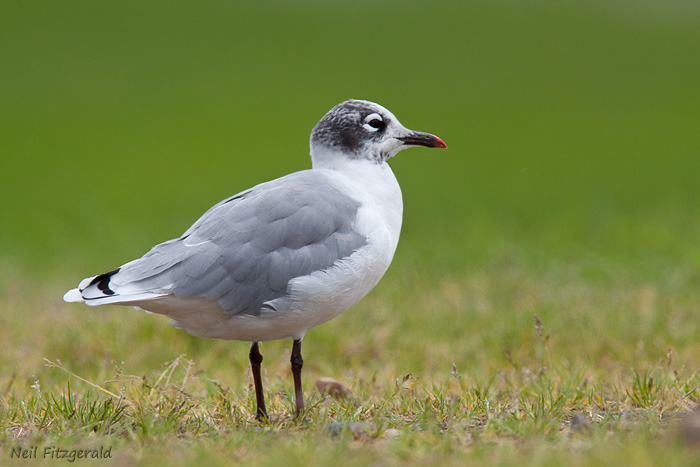 Specie nouă în fauna României – un pescăruş american în Oltenia