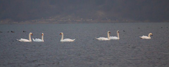 Neamţ: Două cazuri de gripă aviară au fost confirmate la lebedele de pe lacul Bâtca Doamnei şi râul Bistriţa