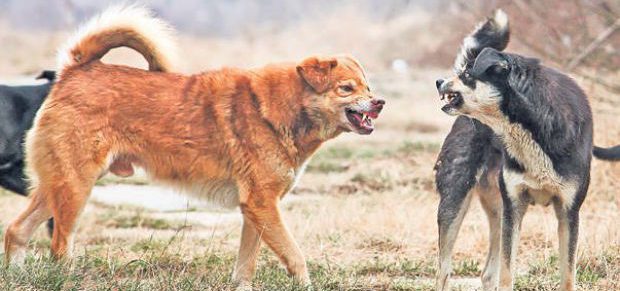 SalubrIS: Singurele exemplare canine identificate, în cazul fetiţei muşcate de câini, erau de pe domenii private