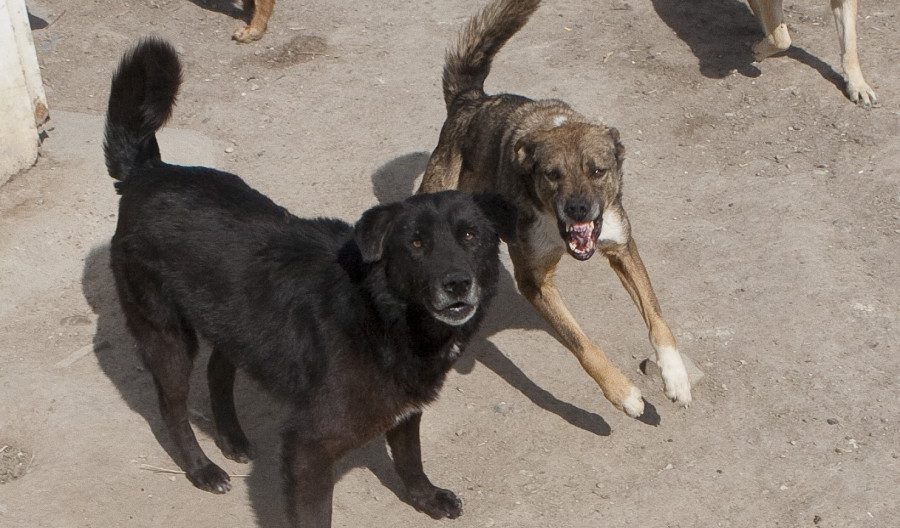 Suceava: O femeie a ajuns la spital grav rănită, după a fost sfâşiată de un câine maidanez