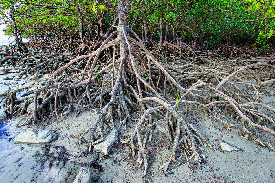 Mii de hectare de mangrove din Australia „au murit de sete” din cauza schimbărilor climaterice