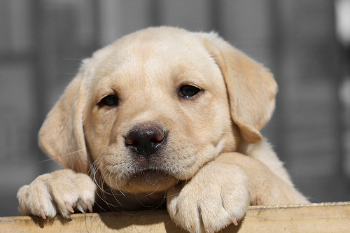 Expoziţia canină „Crufts” debutează pe 9 martie,la Birmingham