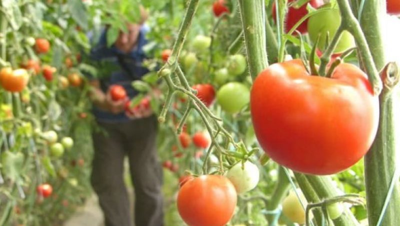 Program de sprijinire a agricultorilor care cultivă tomate