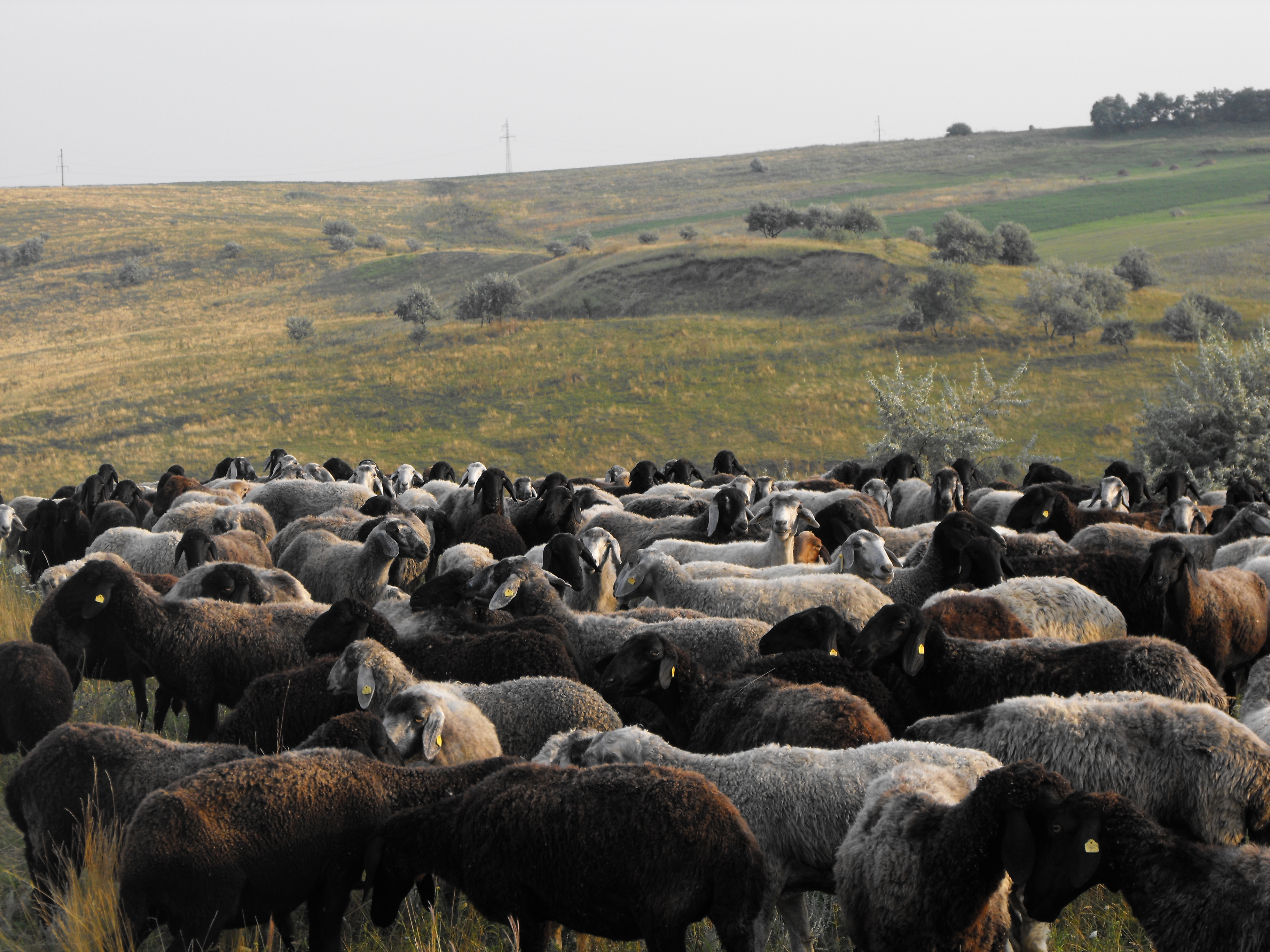 Ministrul Agriculturii: La această dată sunt câteva milioane de miei pregătiţi pentru piaţă