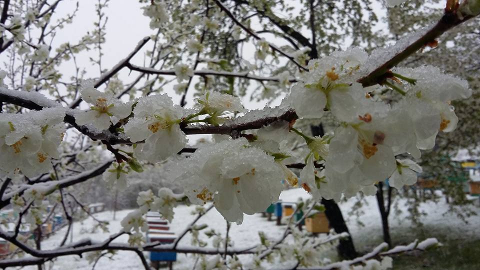 (AUDIO/FOTO) Pericol imens pentru albine, din cauza vremii grele din aprilie 2017! – MATINAL AGRAR (23.04.2017)