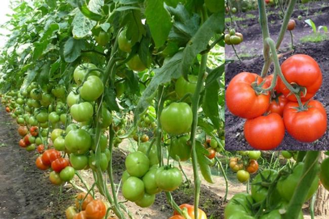 Ministrul Agriculturii a confirmat prelungirea Programului Tomate până în 15 iunie