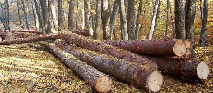 Judeţul Vaslui a ajuns pe locul 10 într-un top al tăierilor ilegale de copaci