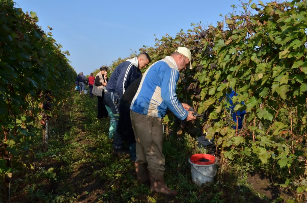 Viticultorii din judeţul Vaslui nu găsesc muncitori cu care să culeagă viile