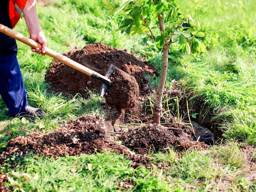 BOTOŞANI: Direcţia Silvică va încheia campania de împădurire din acest an printr-o ultimă acţiune de plantare