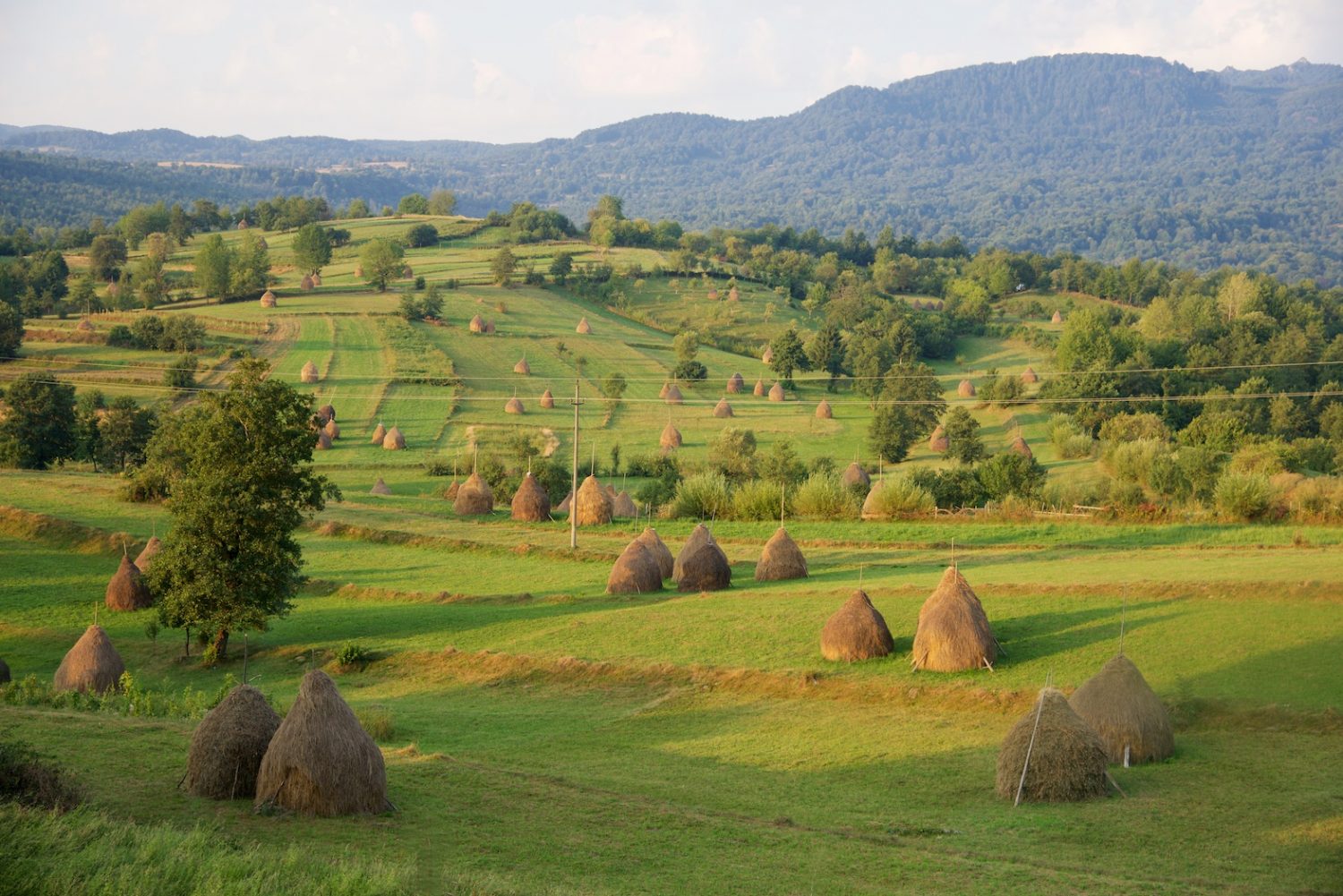 România rurală, cu peste 10.000 de sate şi 9 milioane de locuitori, are un potential de dezvoltare insuficient explorat (studiu)