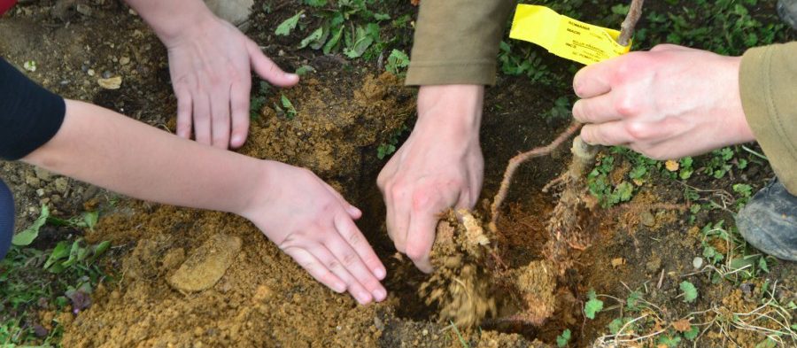 Vrancea: Primii 50.000 de stejari din ‘Parcul Memoriei Naţionale – RoMândria’ vor fi plantaţi astăzi la Mărăşeşti