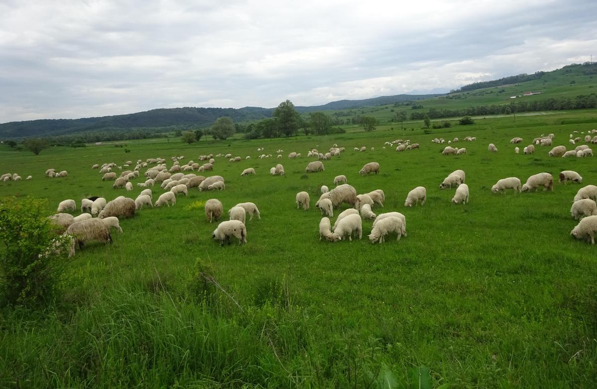 Botoşani: Crescătorii de ovine cer sprijinul statului pentru acoperirea pierderilor înregistrate din cauza COVID-19