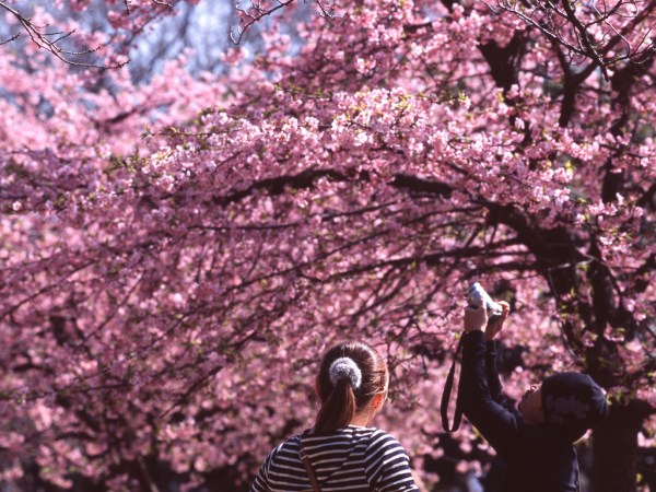 Cireşii înfloriţi anunţă sosirea primăverii la Tokyo