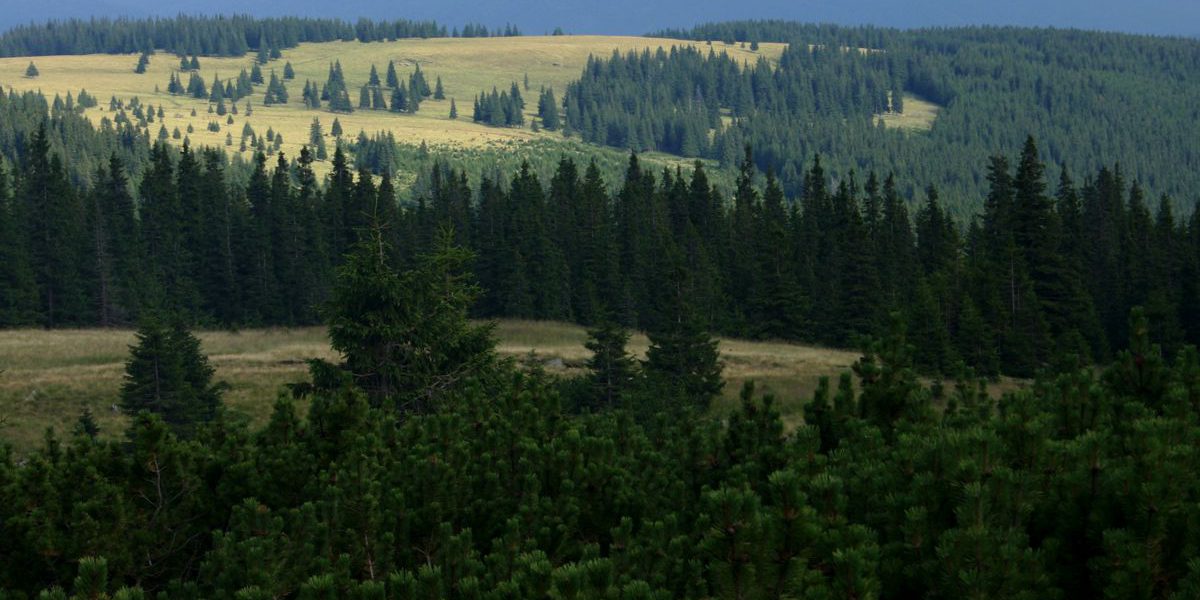 Suceava: Peste 900 metri cubi de material lemnos, confiscaţi în urma unei verificări în Parcul Naţional Călimani