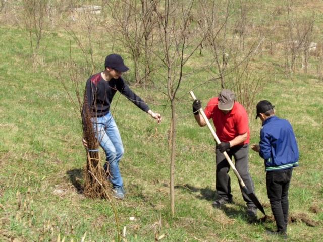 Acțiuni de ecologizare și plantare de arbori în Fălticeni