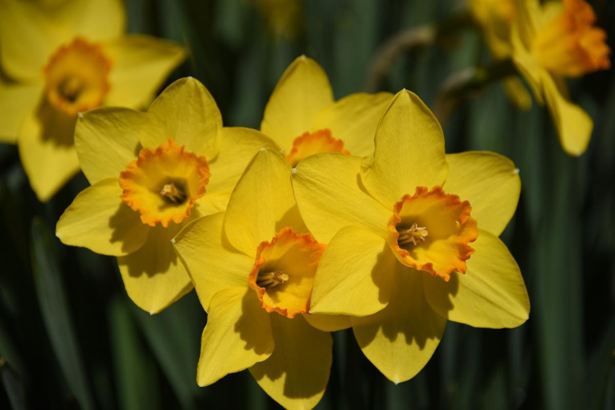 Narcisele galbene, flori ale sărbătorilor pascale