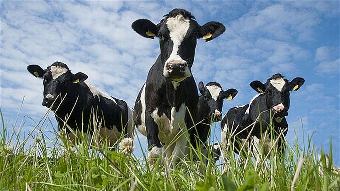 Ministerul Agriculturii: Primul transfer de embrioni la bovine, realizat cu succes în România