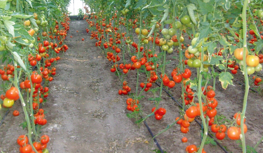 Guvernul a decis prelungirea până la 15 iunie a perioadei de valorificare a tomatelor cultivate în spaţii protejate