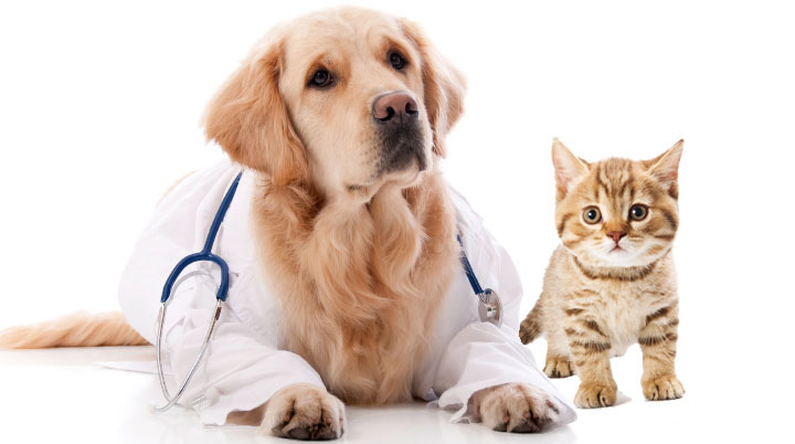 CCR discută sesizarea referitoare la legea privind exercitarea profesiunii de medic veterinar