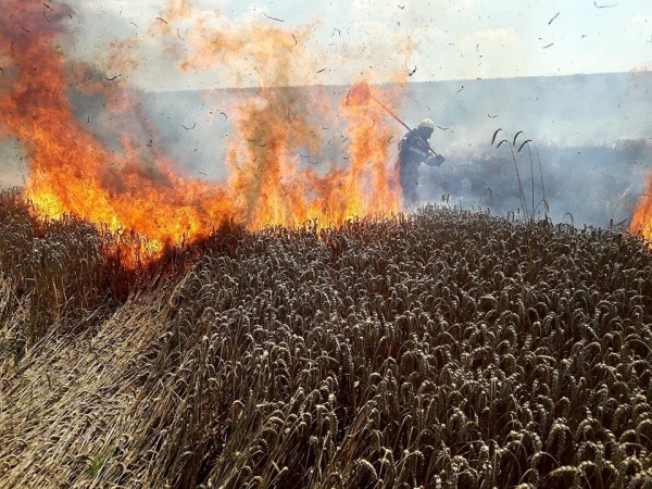 Suceava: Cinci hectare de grâu au ars într-un incendiu la Ratoş