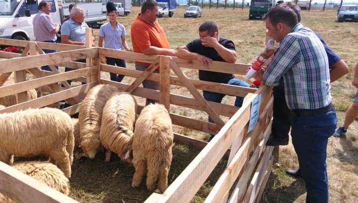 Botoşani: Crescătorii de oi sunt stimulaţi să nu arunce lâna, ci să o vândă la centre de colectare autorizate