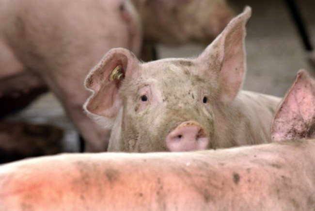 România înregistrează 1.124 de focare de pestă porcină africană; 361.719 porci au fost eliminaţi