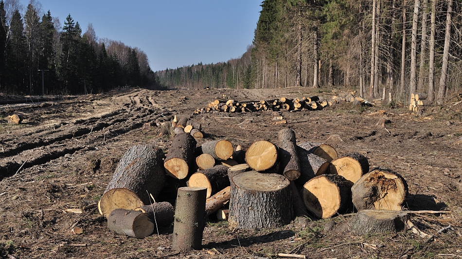 Suceava: Volumul tăierilor ilegale din pădurile administrate de Direcţia Silvică a scăzut