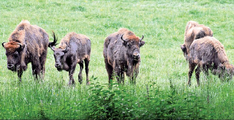 Neamţ: Se caută nume pentru un pui de zimbru din Parcul Natural Vânători-Neamţ