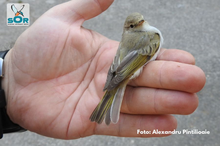 Specie nouă de pitulice în fauna din România