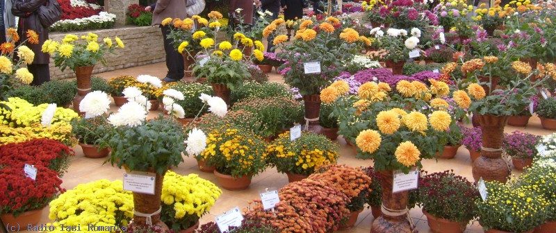 Iaşi: Expoziţia „Flori de Toamnă” la Grădina Botanică