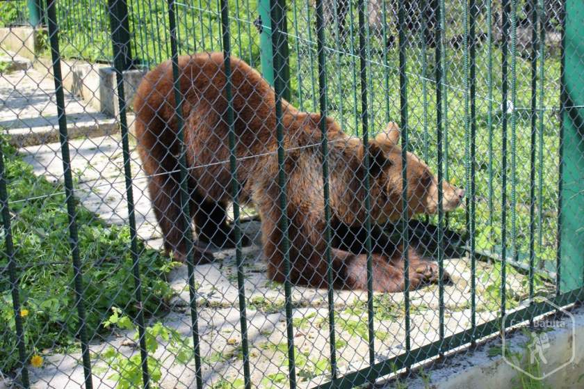 (UPDATE/AUDIO) Vaslui: Doi tineri, atacaţi de un urs la Grădina Zoologică din Bârlad