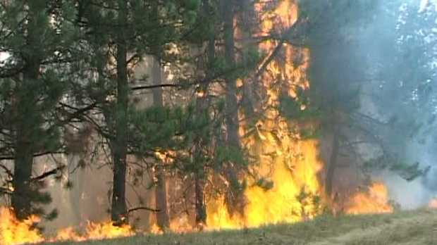 Vrancea: Incendiu de vegetaţie la Slobozia Ciorăşti. Focul risca să ajungă la un complex de porci