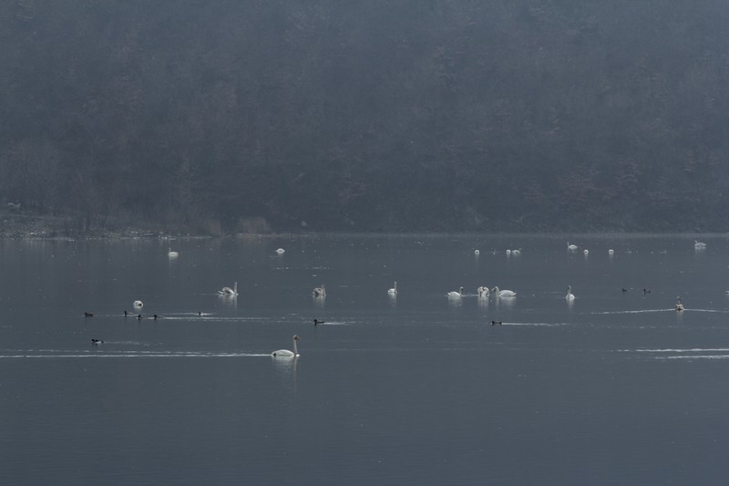 Neamţ: Sute de lebede şi raţe sălbatice iernează din nou pe lacul Pângăraţi