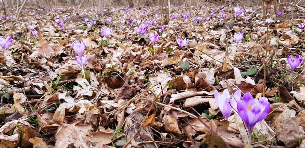 Astenia de primăvară: Simptome și tratament