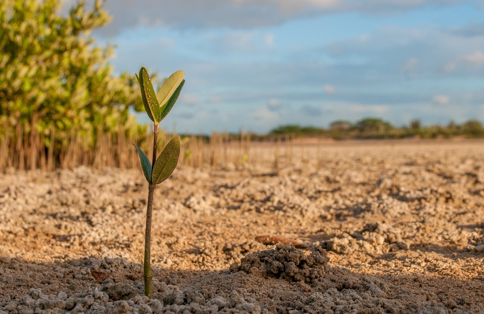 Galaţi: Echipa ‘Plantăm fapte bune în România’ a plantat 5.000 de puieţi în comuna Cuza Vodă