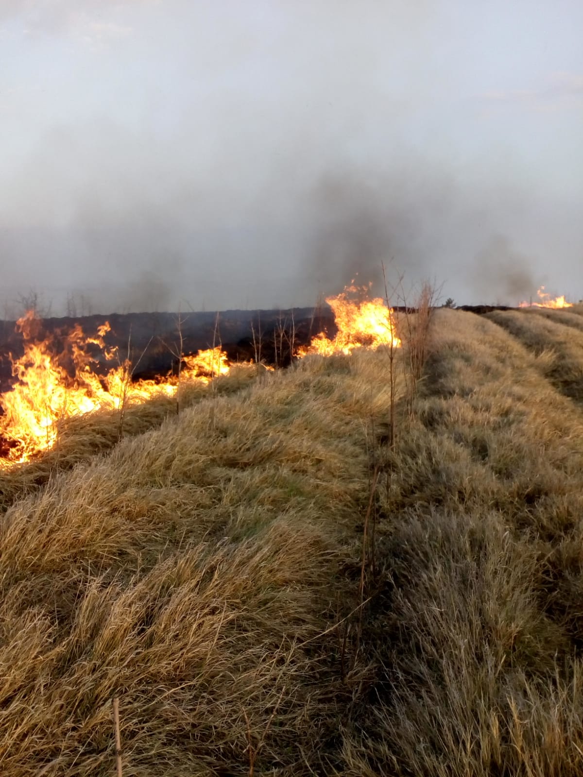 Neamţ: Incendiu la un grajd şi o anexă din localitatea Ştefan cel Mare