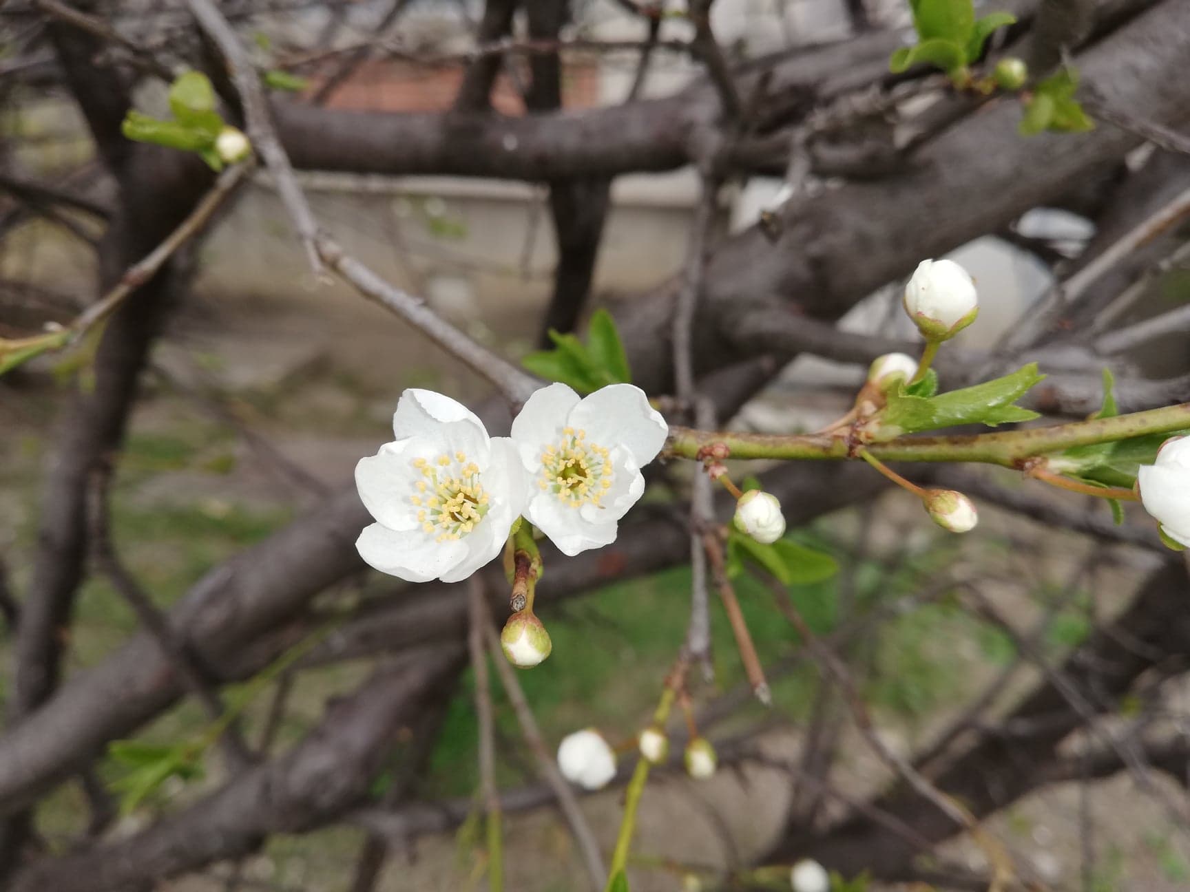 Temperaturi de primăvară de săptămâna viitoare, anunţă meteorologii