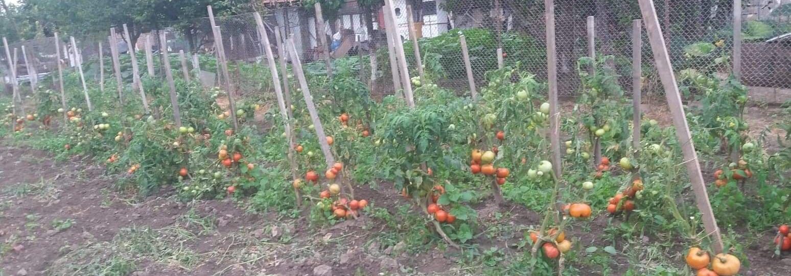 Ministerul Agriculturii suplimentează fondurile pentru programul „Tomata”