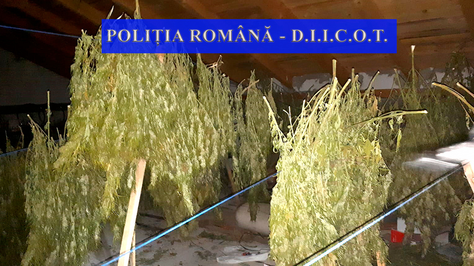 110 kilograme de cannabis au fost ridicate în urma a două percheziții efectuate în județul Neamț.