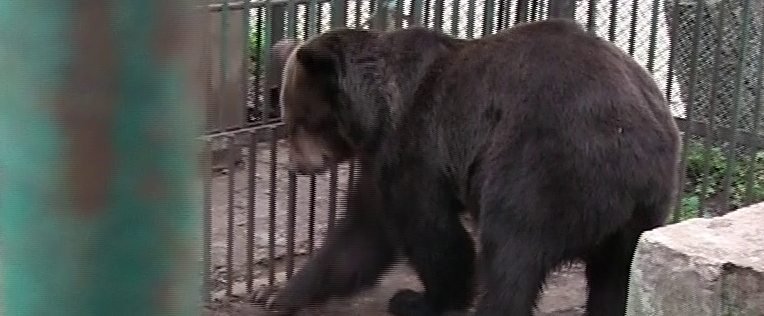 Urşii agresivi care pun în pericol viaţa oamenilor vor putea fi împuşcaţi sau eutanasiaţi