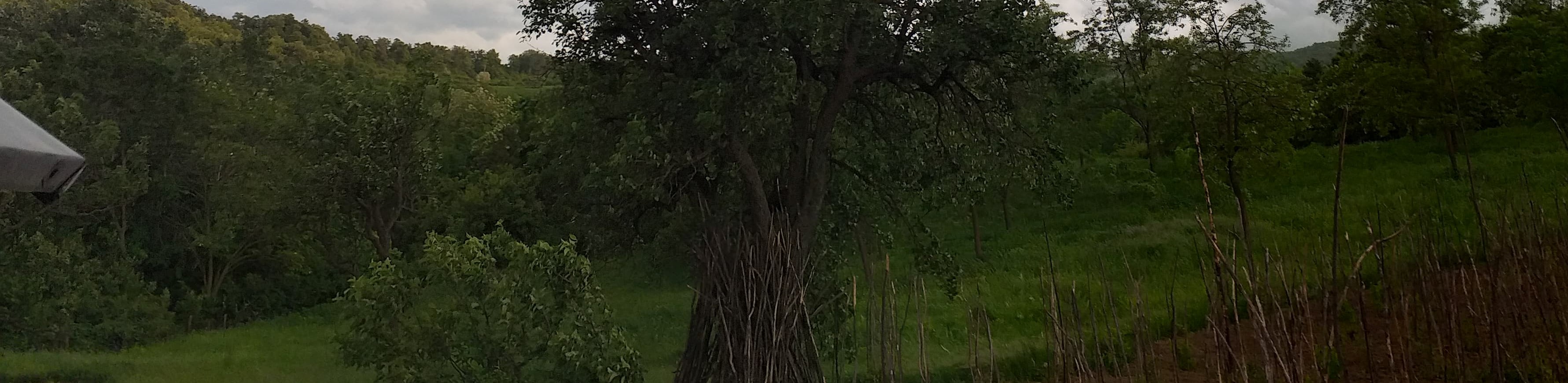 Judeţul Botoşani a scăpat de pestă porcină africană