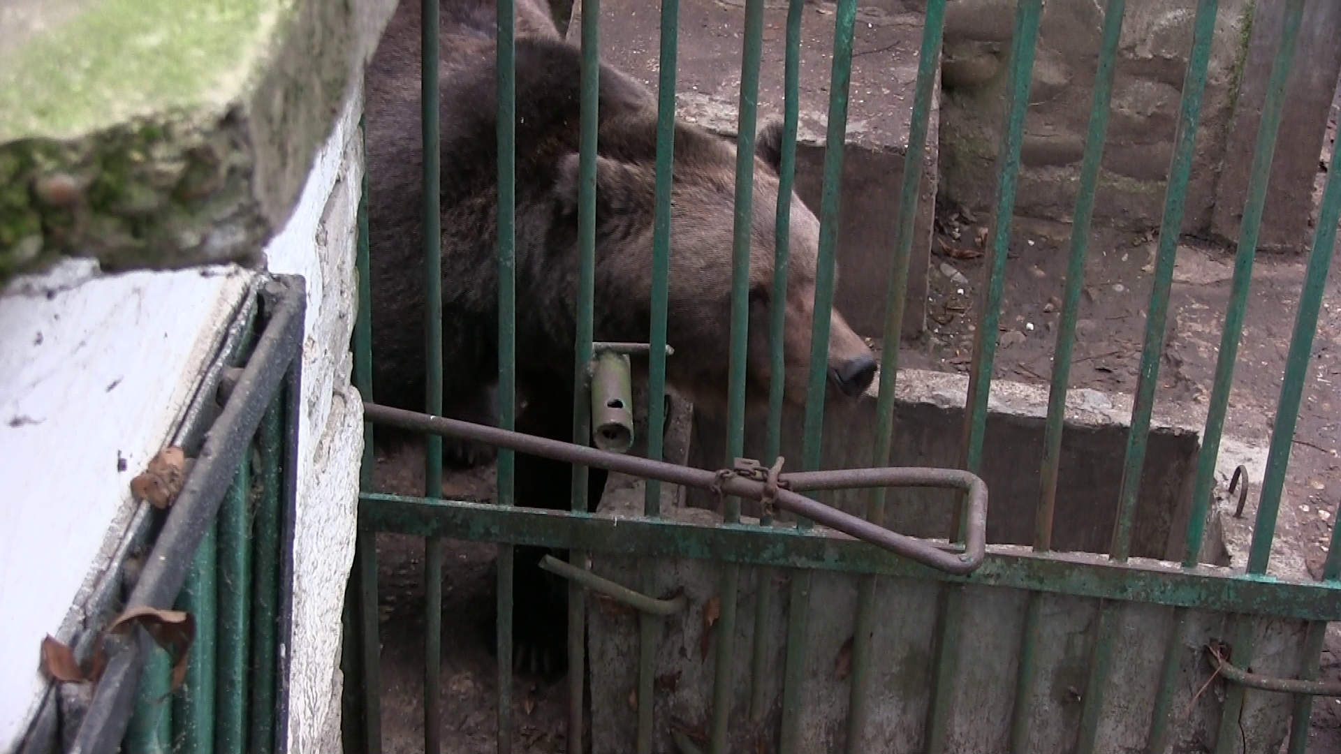 UPDATE Neamţ: Ursul care era prins într-un gard de sârmă în Bicaz-Chei a fost eliberat