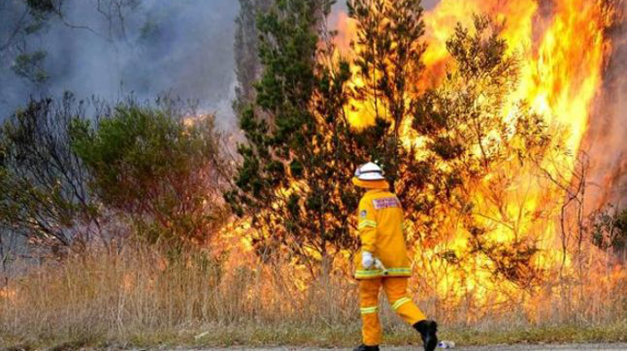 Australia: Circa 10.000 de cămile vor fi împuşcate în regiunile afectate de secetă