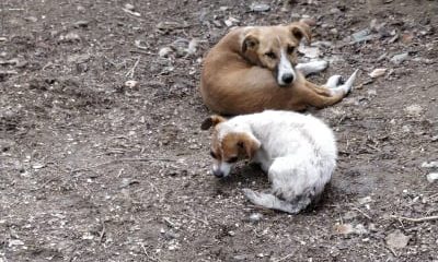 (VIDEO/FOTO) Vrancea: Căței și pisici, salvați de pompieri dintr-o locuință care ardea