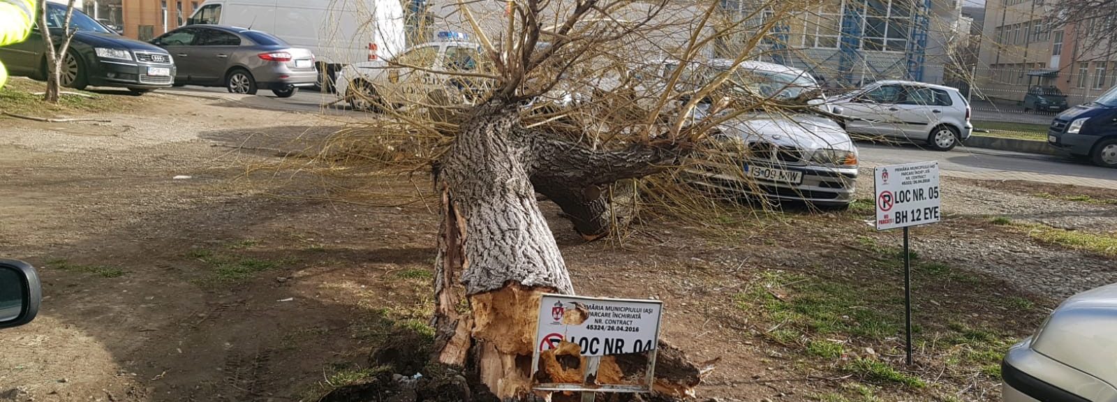 (FOTO) Iaşi: Mai mulţi arbori au fost doborâţi de vântul puternic