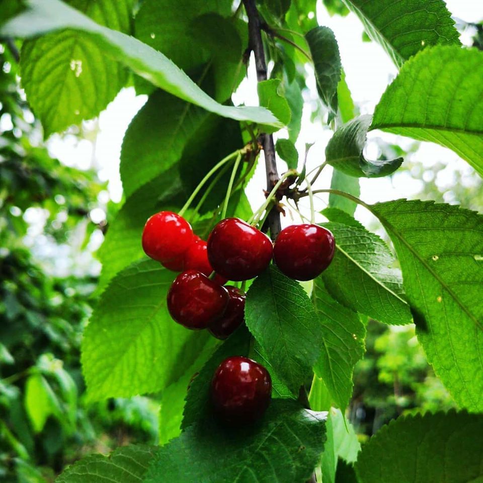 An greu pentru cultivatorii de cireşe din Iaşi