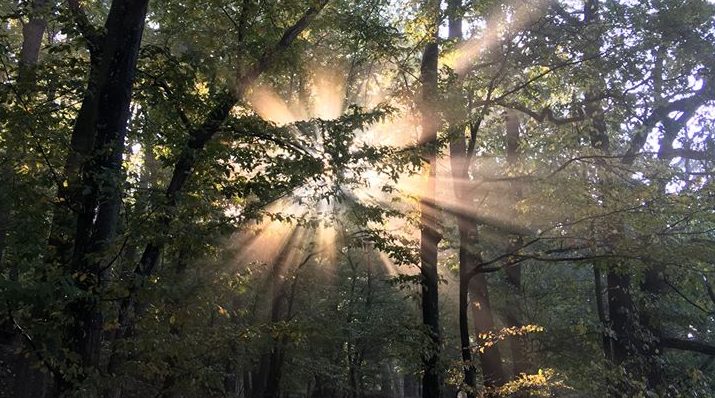 Parcul Natural „Codrii Iașilor” prinde contur. IMPERATIV cu Maria Nedelcu (17.11.2023)